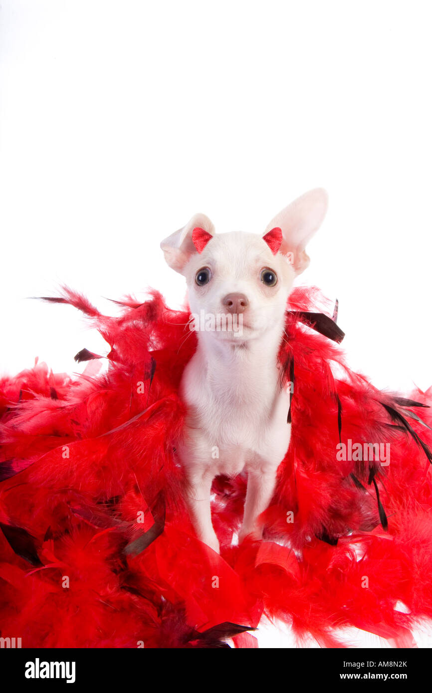 Cute little devil Chihuahua chiot en rouge et plumes noires avec des cornes rouges sur la tête isolé sur fond blanc Banque D'Images