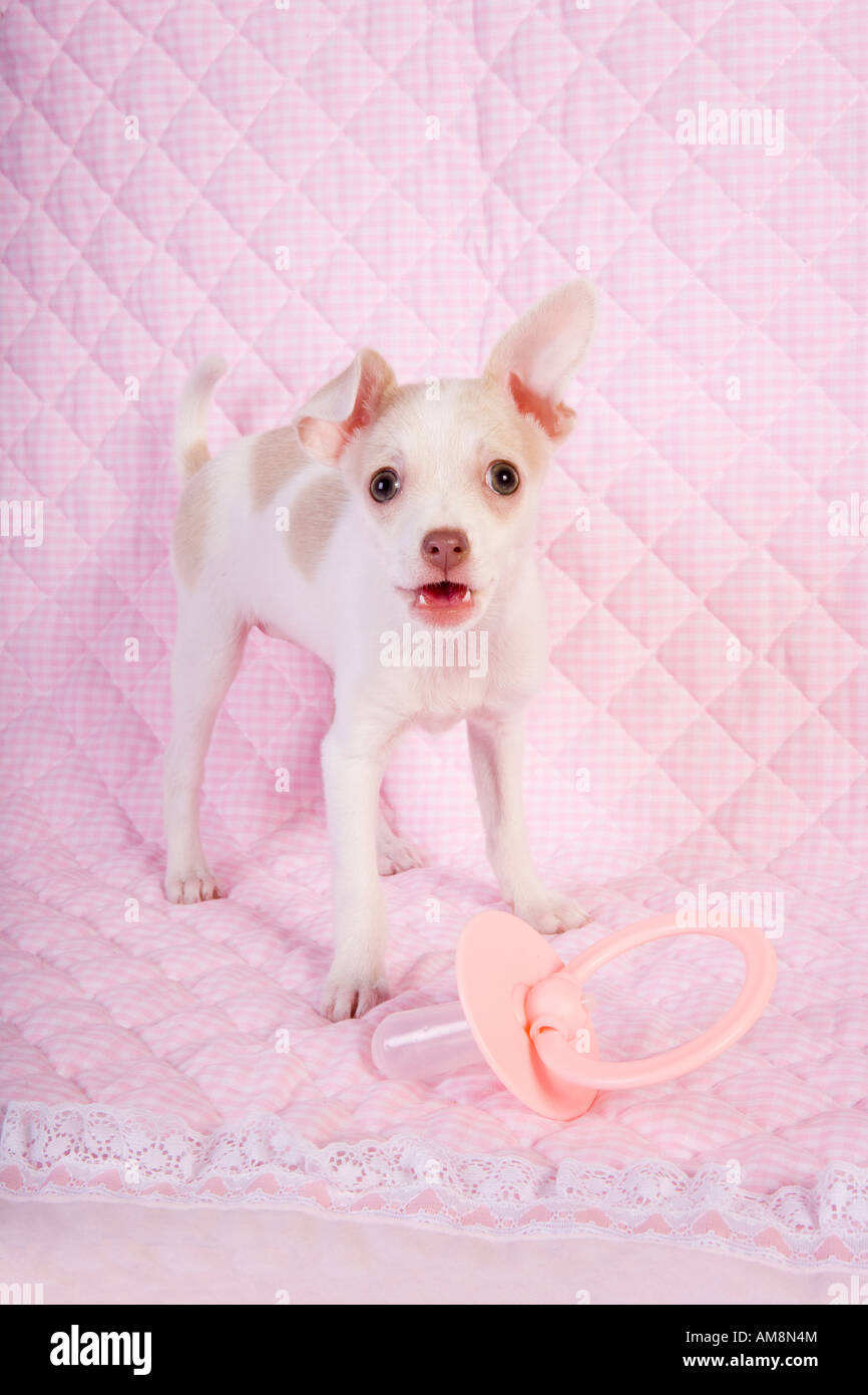 Mignon Bebe Chihuahua Chiot Sur Couverture Bebe Rose Avec Sucette Photo Stock Alamy