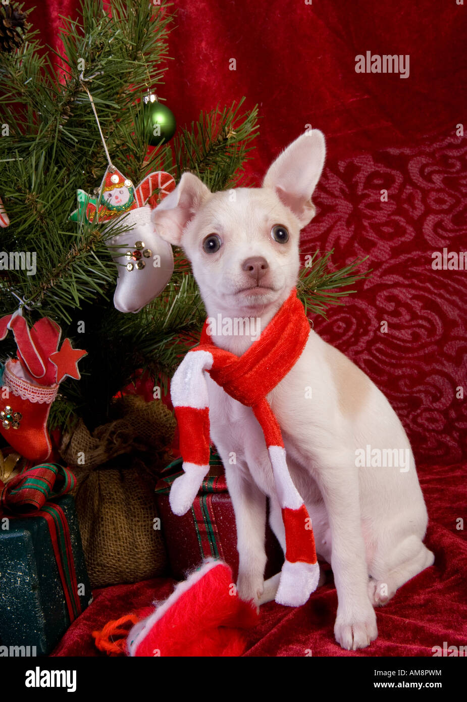 Mignon Chiot Chihuahua de Noël arbre de Noël sous le port de foulard rouge et blanc sur fond de velours rouge Banque D'Images