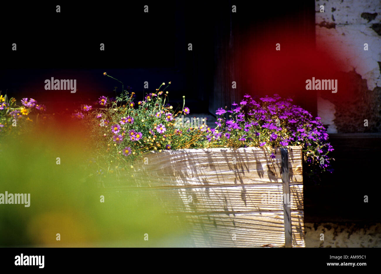 Fleurs en fleurs Banque D'Images