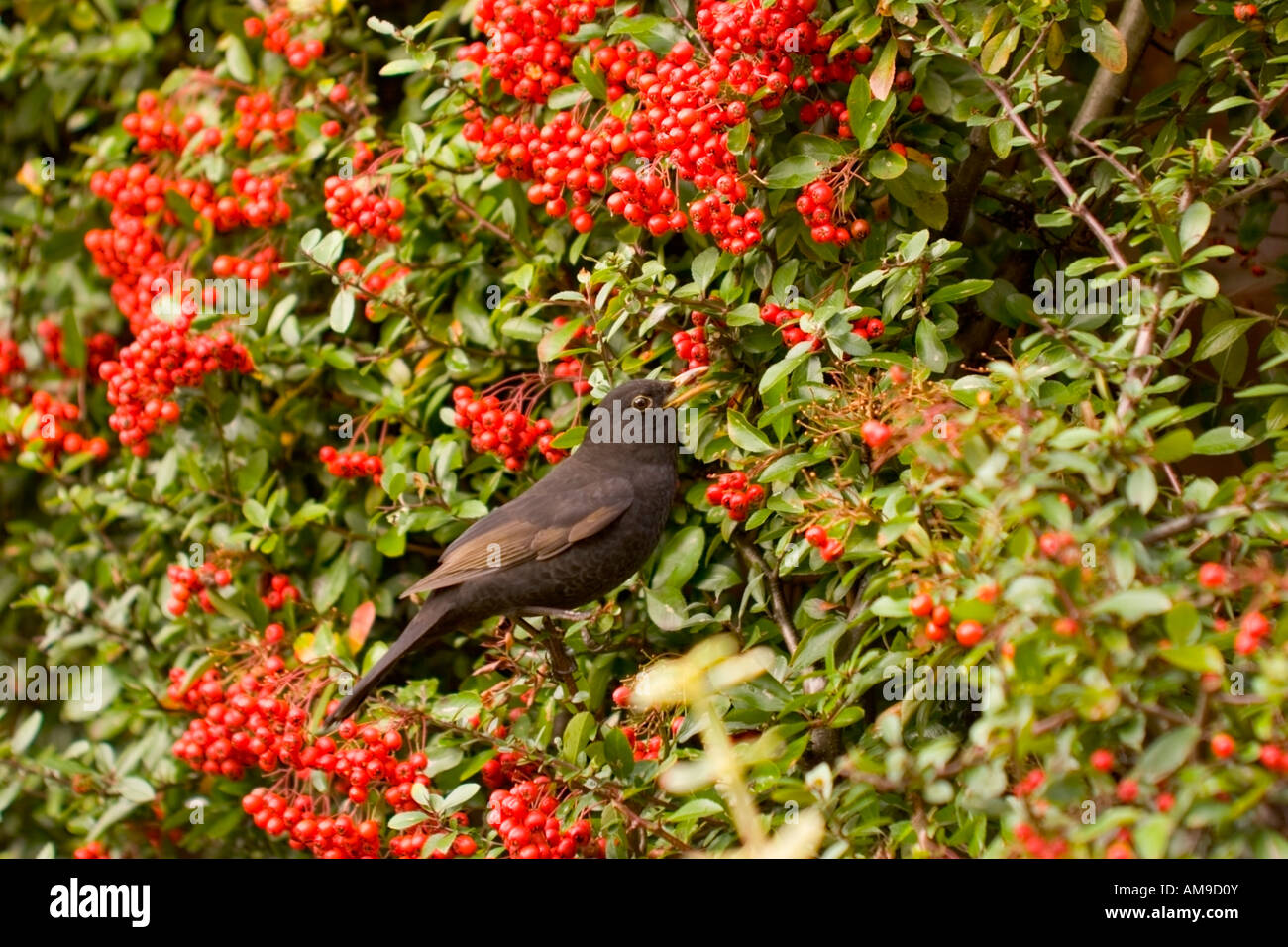 Une femme entre dans blackbird les baies rouges d'une colonne rouge, couleur Firethorn pyracantha coccinea. Banque D'Images