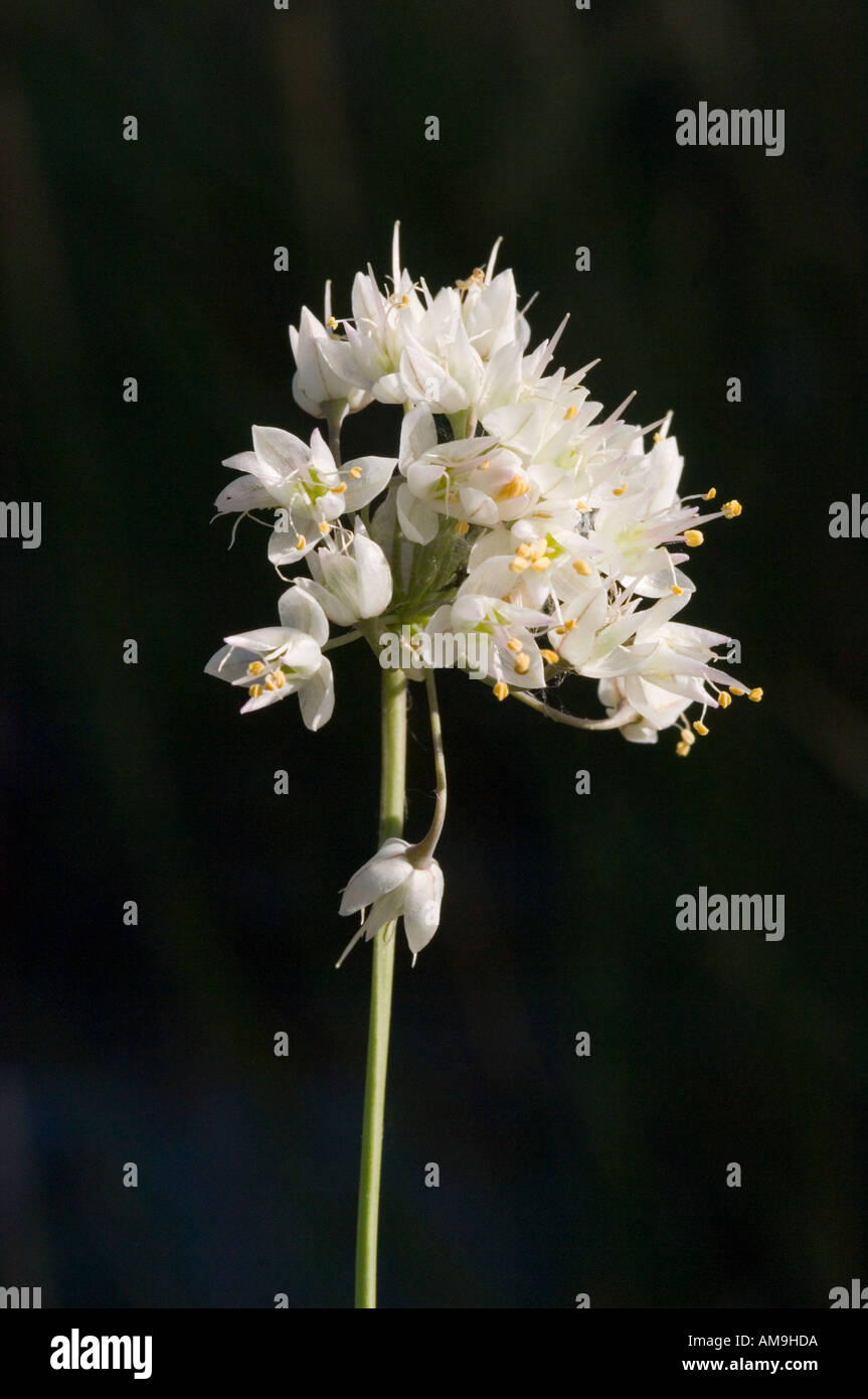 L'oignon Allium cernuum signe Banque D'Images