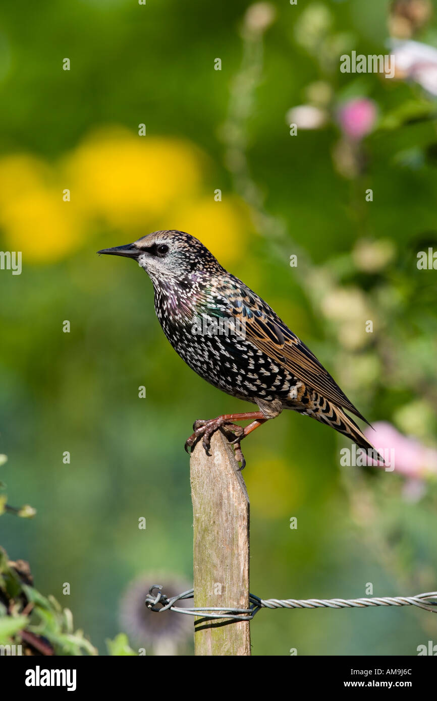 Starling Sturnus vulgaris perché sur une clôture de châtaignier alerte à bedfordshire potton Banque D'Images