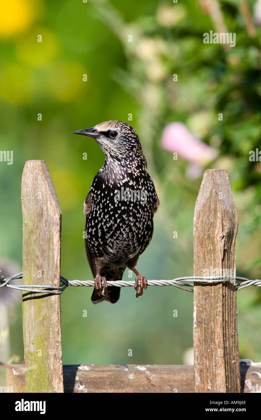 Starling Sturnus vulgaris perché sur une clôture de châtaignier alerte à bedfordshire potton Banque D'Images