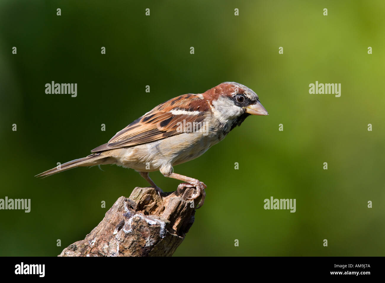 Moineau domestique Passer domesticus mâle perché sur une branche avec un joli fond désamorcer bedfordshire potton Banque D'Images