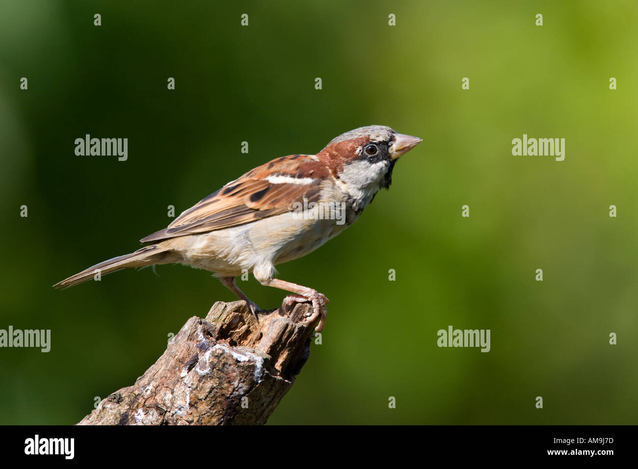 Moineau domestique Passer domesticus mâle perché sur une branche avec un joli fond désamorcer bedfordshire potton Banque D'Images