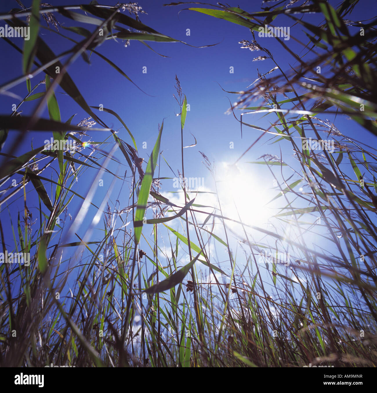 L'herbe haute dans un champ en Suède. Banque D'Images