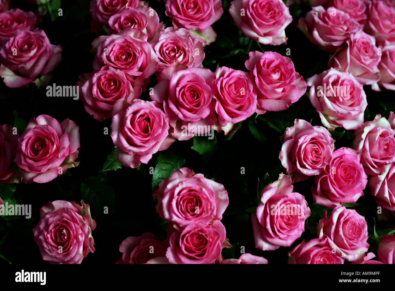 Un portrait de quelques roses vu dans beau bouquet Banque D'Images