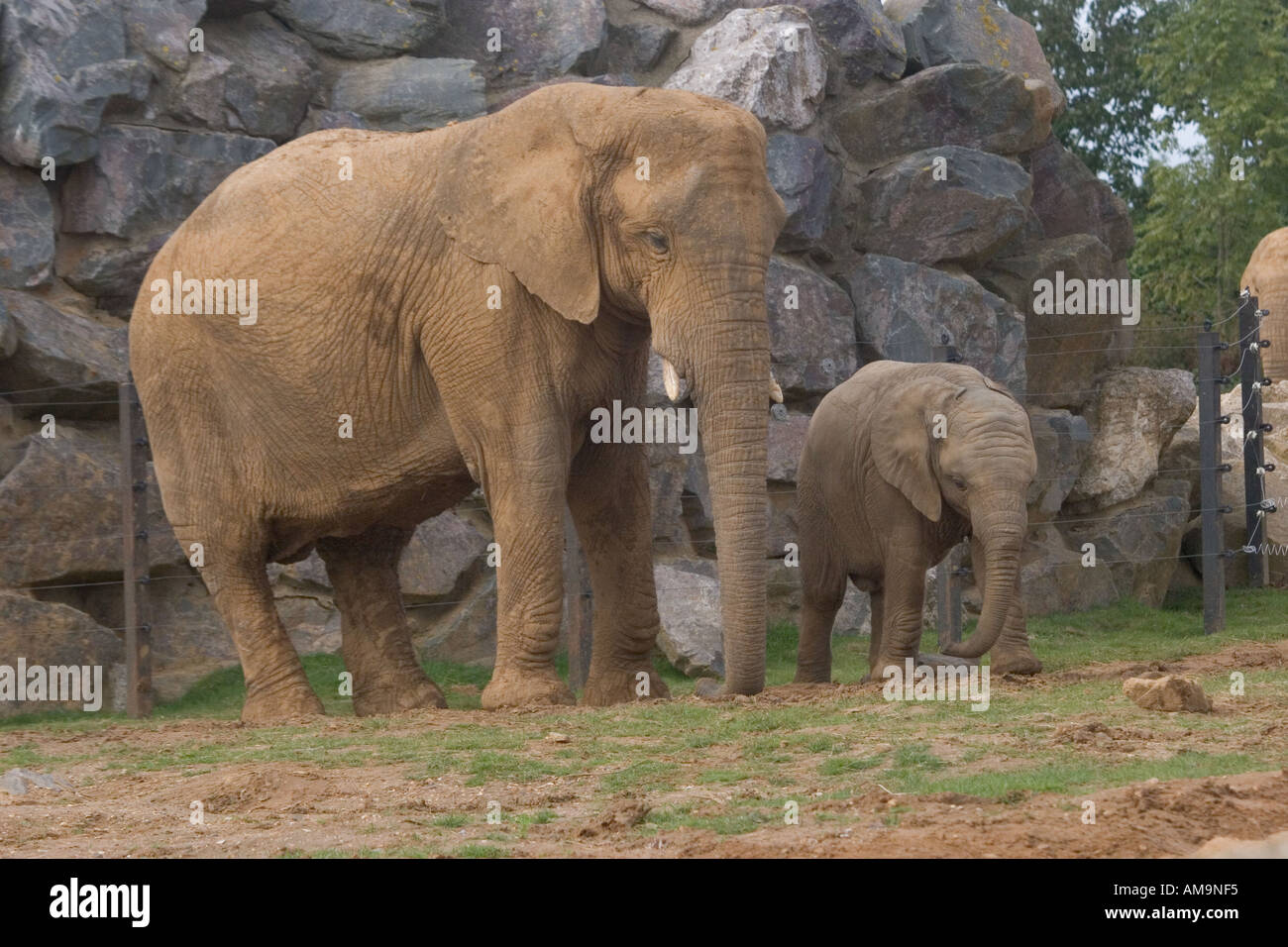 L'éléphant au zoo de Colchester Essex Stanway UK Banque D'Images