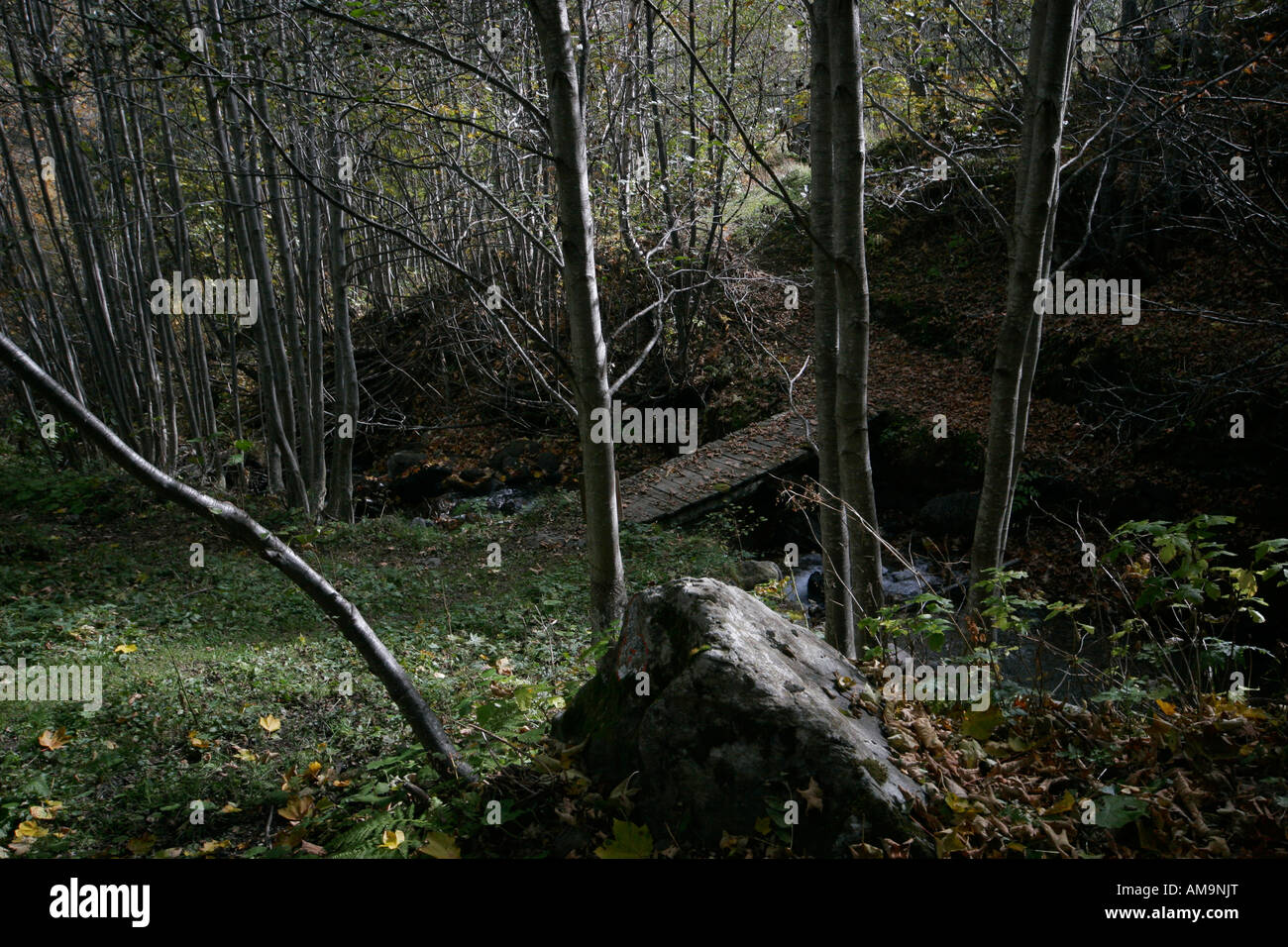Forêt d'Alpenzu, Val Gressoney, Valle d'Aoste Banque D'Images