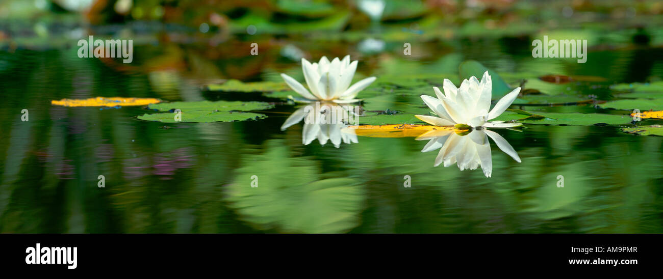 Water Lillies et réflexions Banque D'Images