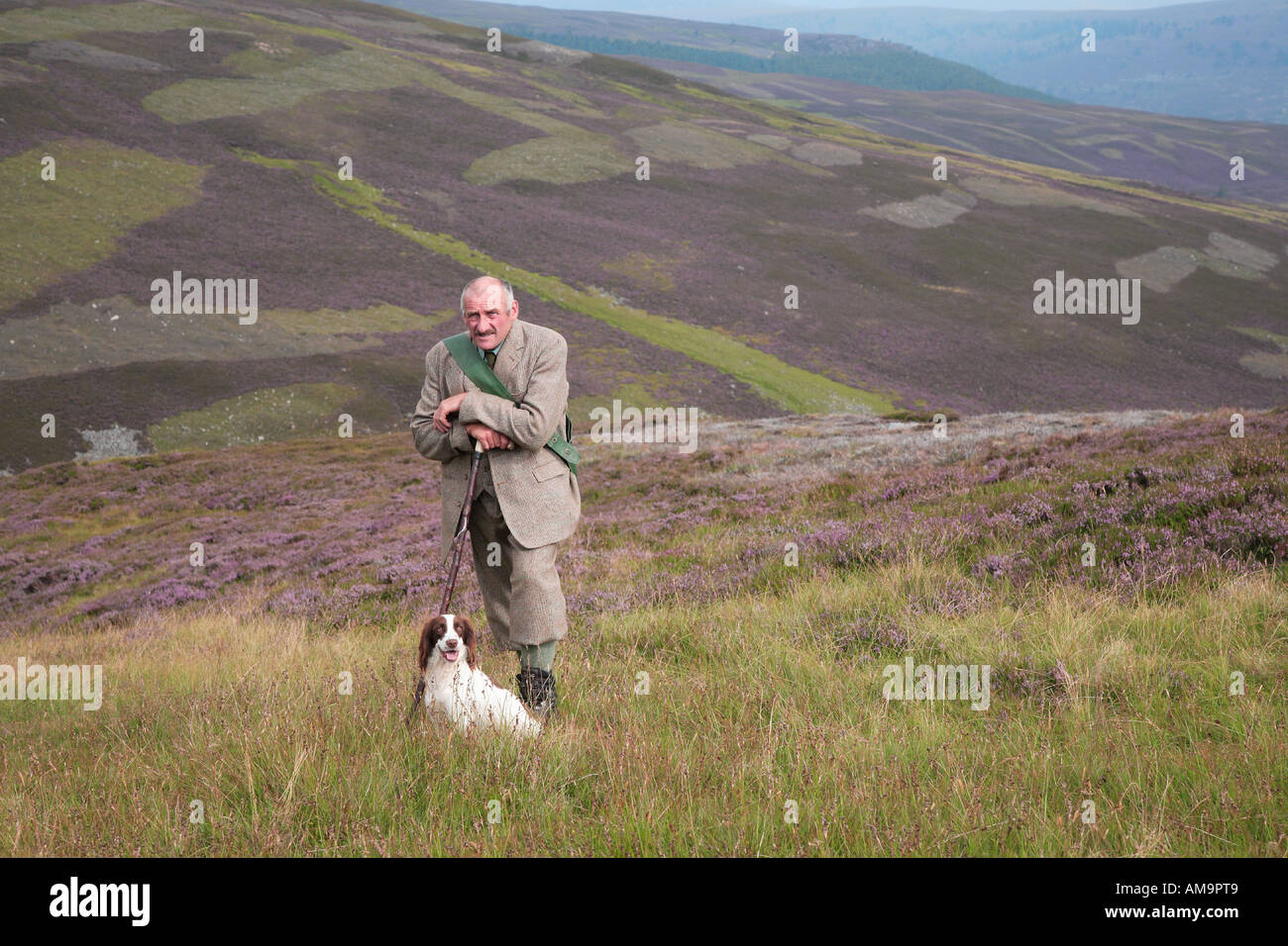 Garde de chasse sur la lande écossaise de bruyère à Braemar, parc national de Cairngorms, Royal Deeside, Écosse.ROYAUME-UNI.Gardien avec chien de jeu de retriever de spaniel. Banque D'Images