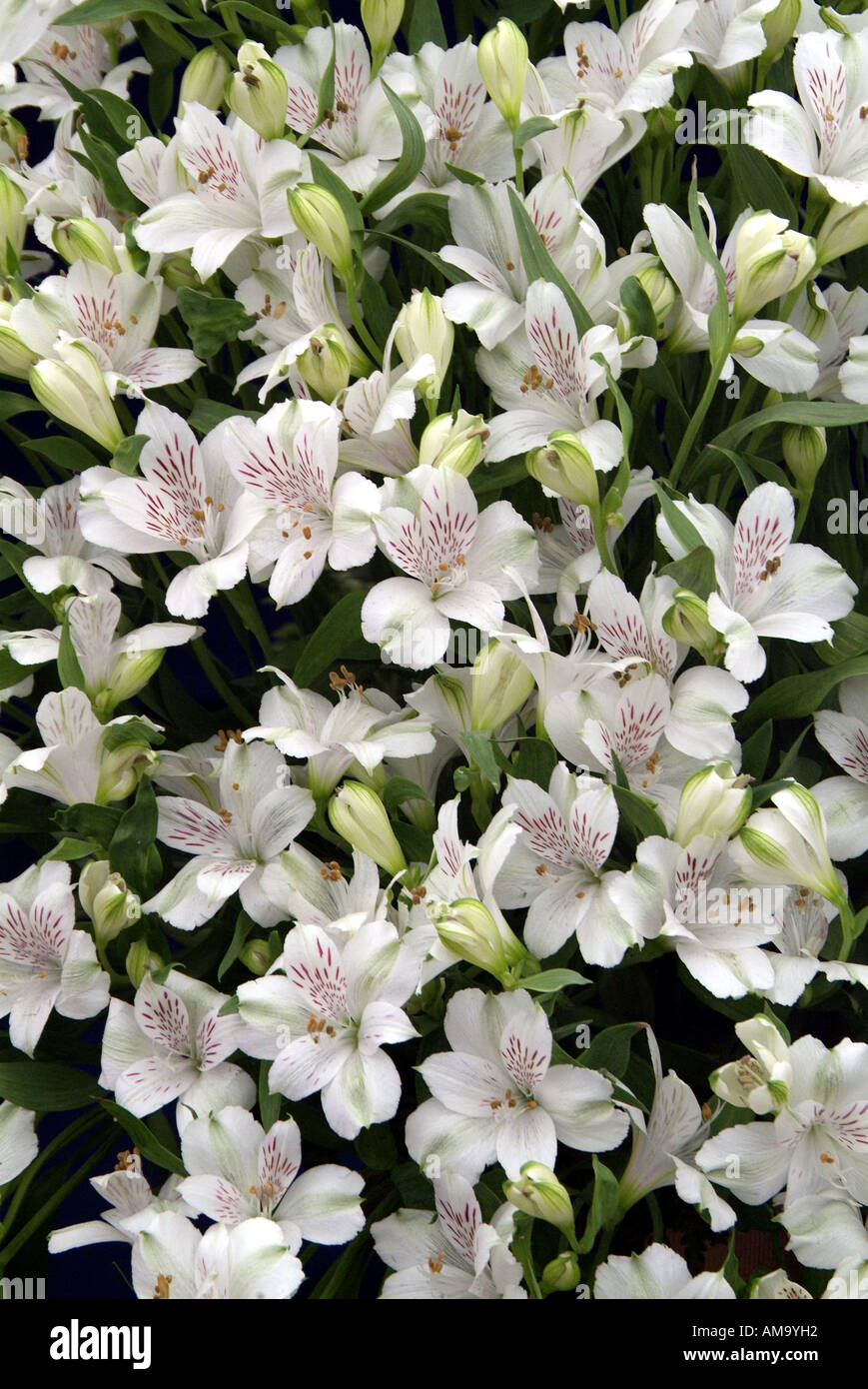 L'alstroemeria péruvienne Virginia lily bloom tête pétale plante pot pastel ampoule tropicales exotiques cultivées en serre chaude serre Banque D'Images