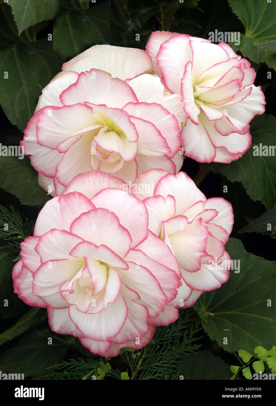 Begonia fleur pétale pot tête pastel tropical exotique plante tubéreuse lampe à effet froissé de rhizomes cultivés en serre chaude Banque D'Images