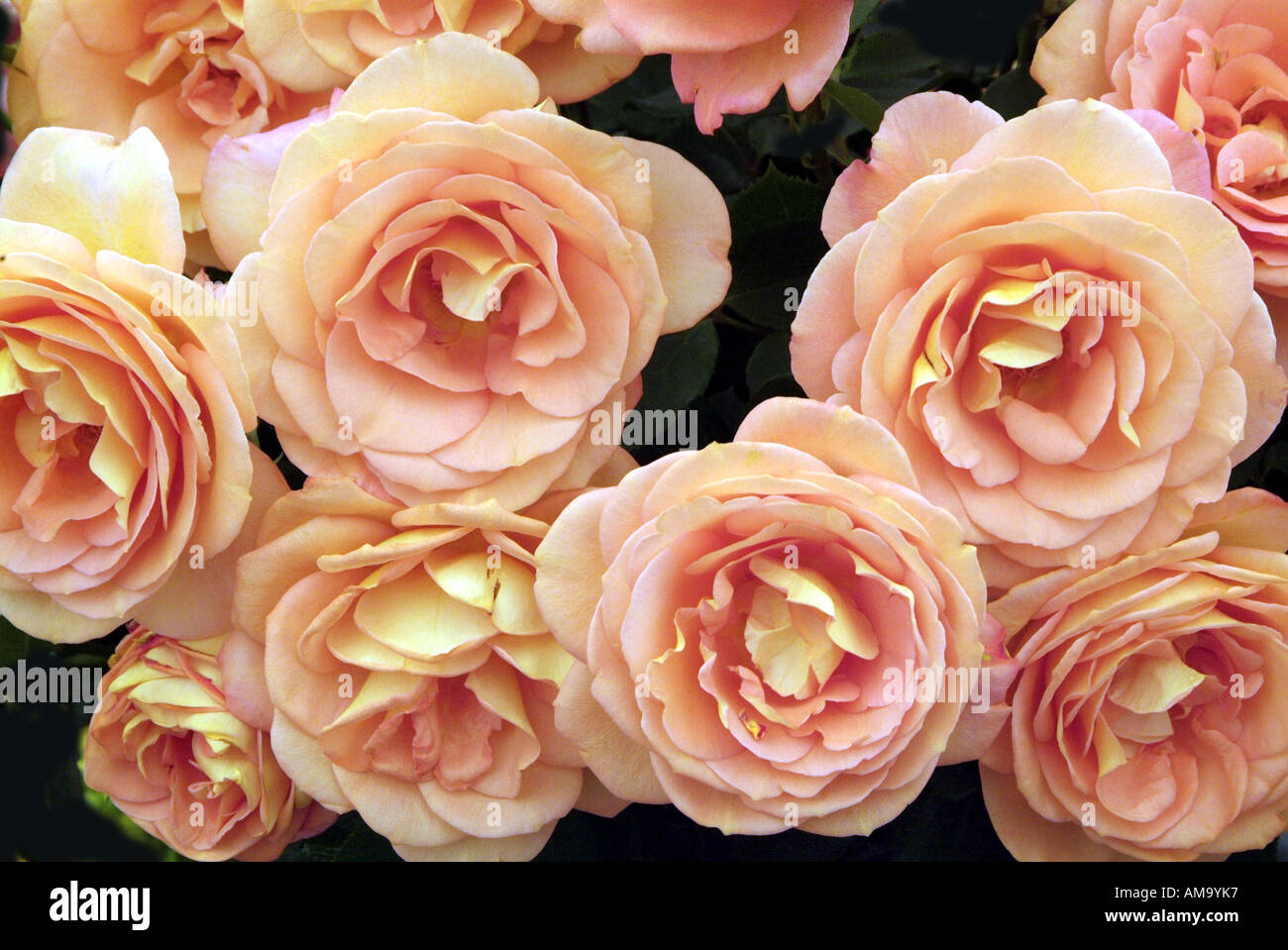 Begonia fleur pétale pot tête pastel tropical exotique plante tubéreuse lampe à effet froissé de rhizomes cultivés en serre chaude Banque D'Images