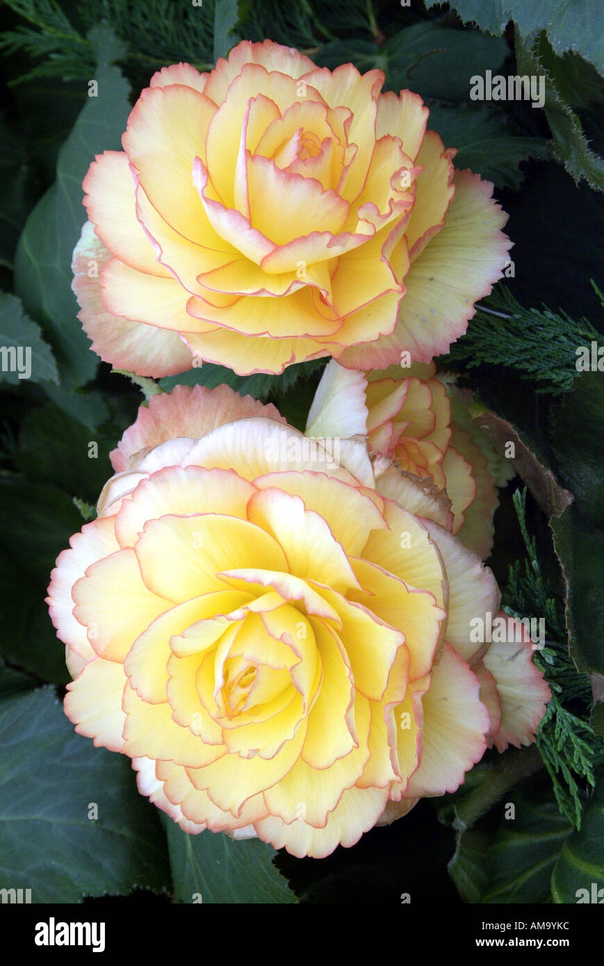 Begonia fleur pétale pot tête pastel tropical exotique plante tubéreuse lampe à effet froissé de rhizomes cultivés en serre chaude Banque D'Images