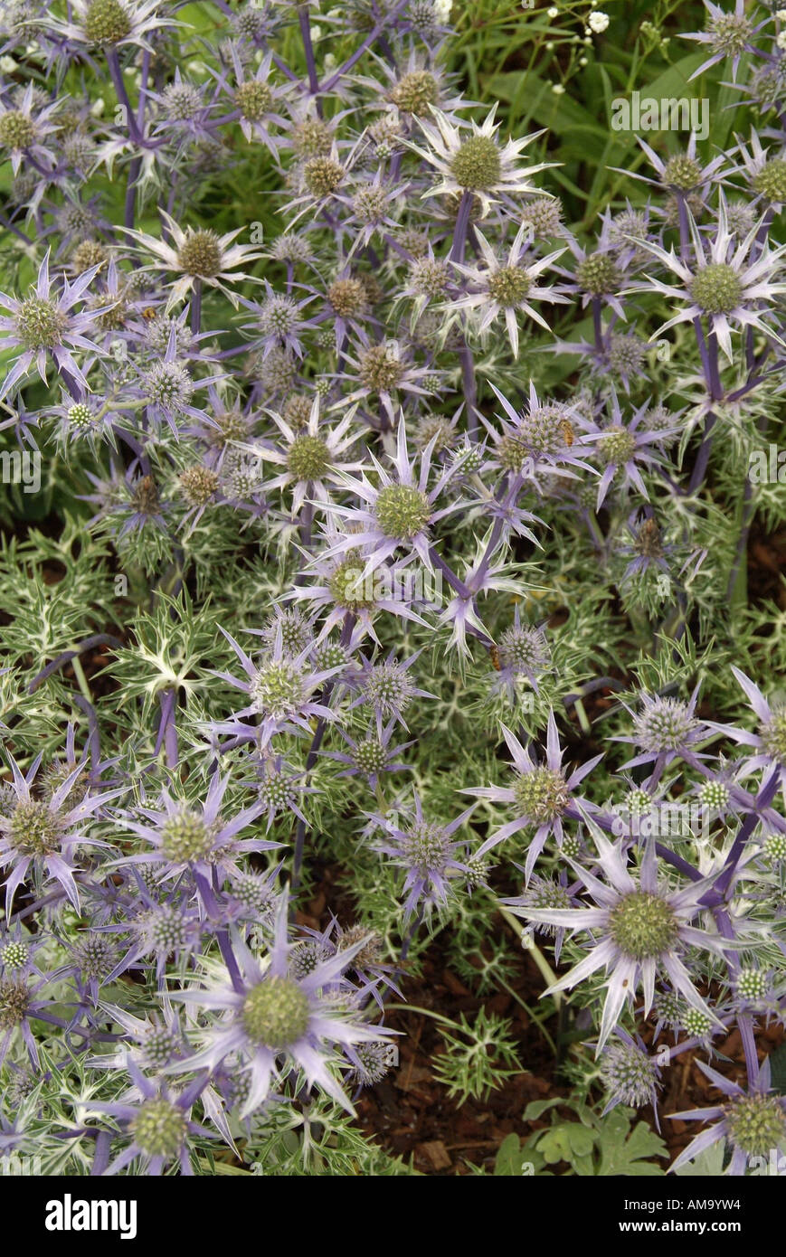 Eryngium bourgatii chardon bleu oxford holly mer desséchée arides sèches résistantes à la sécheresse à faible pluviométrie plage côtière wat sel Banque D'Images