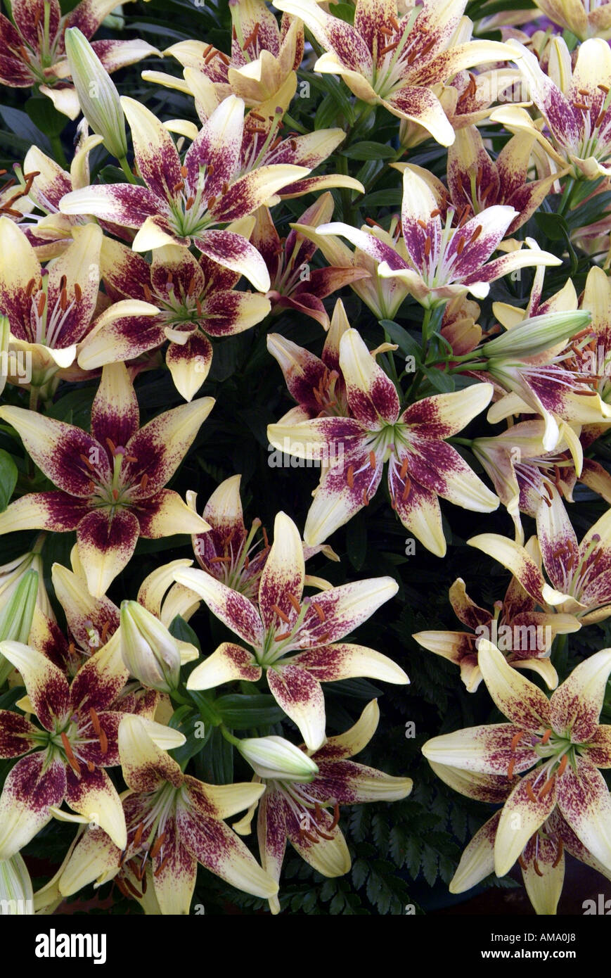 Lily white purple fleurs jardin plantes du genre frontière variété chef bud bunch England UK Royaume-Uni GB Grande-bretagne EU Banque D'Images