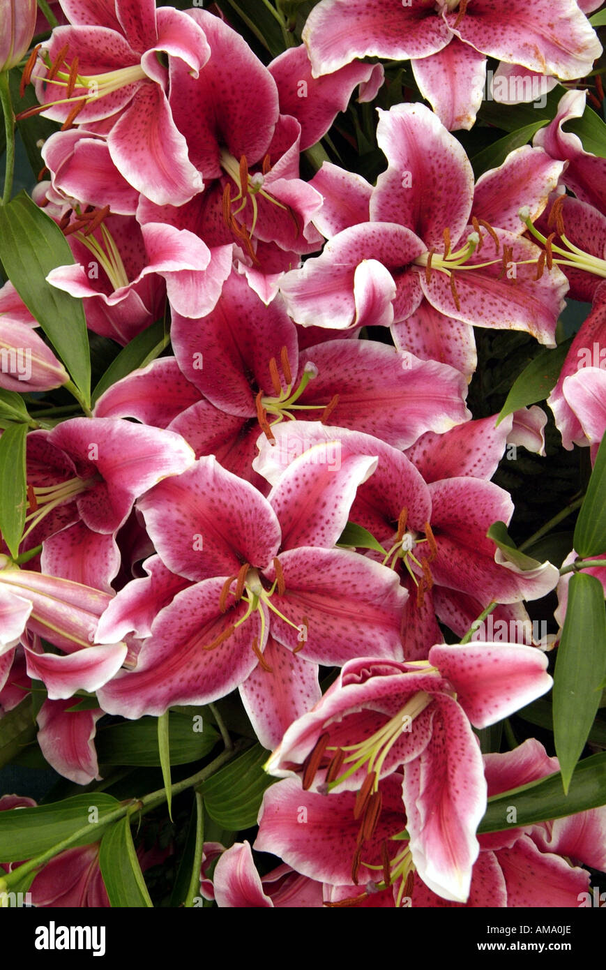 Lily écarlate profond genre fleur jardin frontière variété chef bud bunch England UK Royaume-Uni GB Grande-bretagne EU Banque D'Images