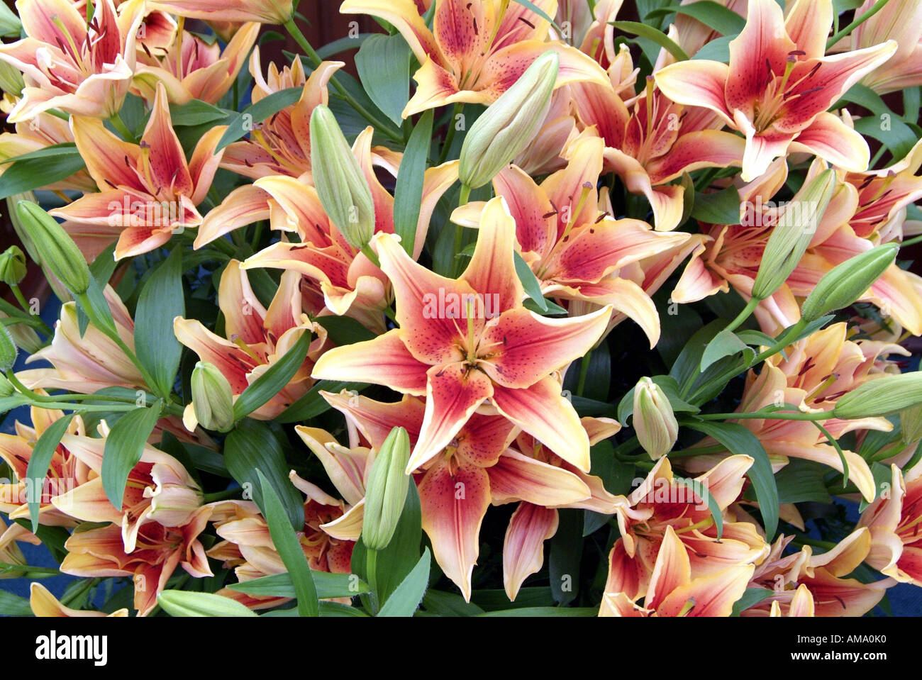 Lily orange rouge fleur jardin plante genre frontière variété chef bud bunch England UK Royaume-Uni GB Grande-bretagne EU Banque D'Images