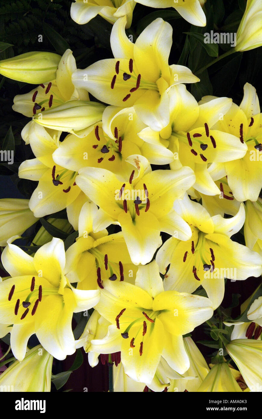 Lily fleur jaune espèce variété jardin frontière chef bud bunch England UK Royaume-Uni GB Grande-bretagne EU Banque D'Images