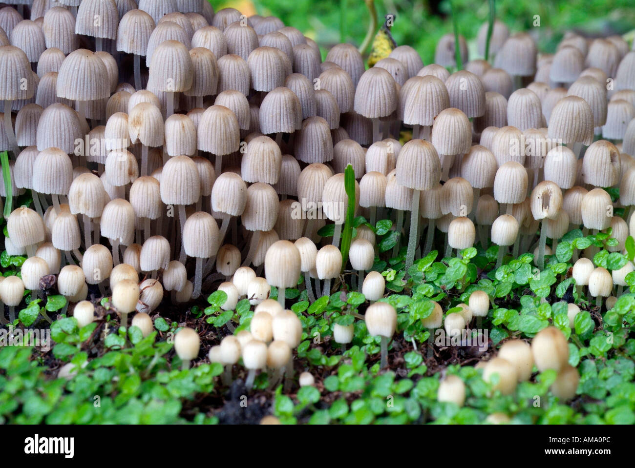 Coprinus disseminatus chapeau fée England UK Royaume-Uni GB Grande-bretagne UE Union Européenne Europe champignon Banque D'Images