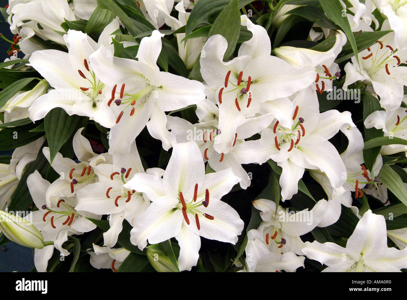 Lily white genre frontière fleurs jardin divers chef bud bunch England UK Royaume-Uni GB Grande-bretagne Union Européenne UE Banque D'Images