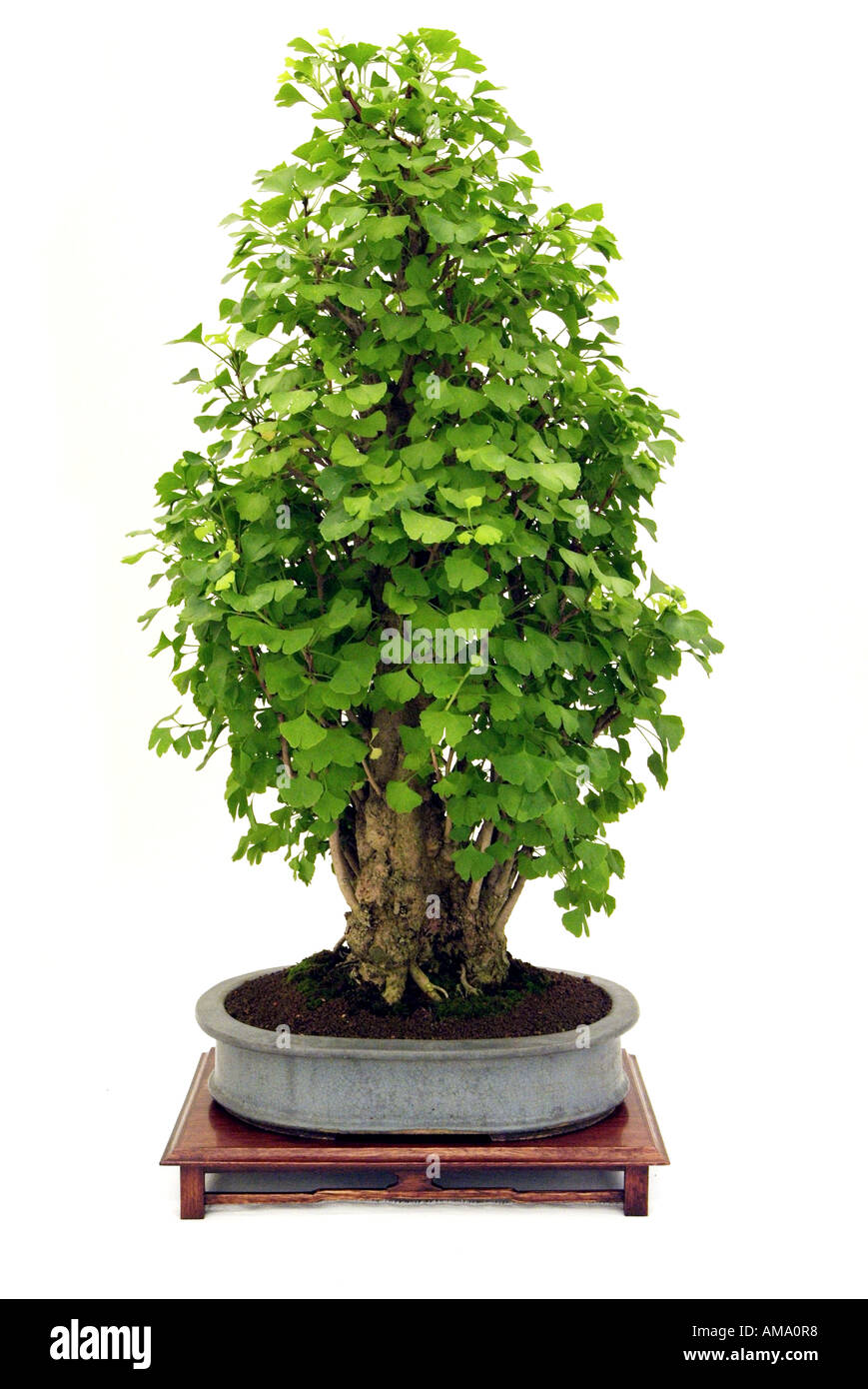 Maidenhair ginko biloba style flamme 1948 bonzai bonsai Chinese Chine Japon orient orient oriental de l'Est Banque D'Images