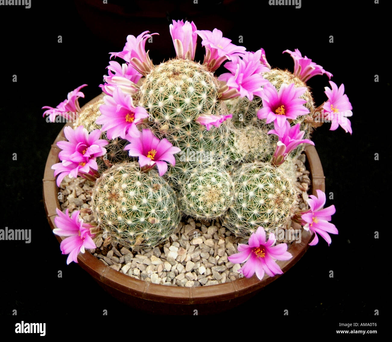 Mammillaria microcarpa plantes cactus cactus rose fleur flore rachis cultivée soulevées cultivées en serre de plantes en terre cuite po Banque D'Images