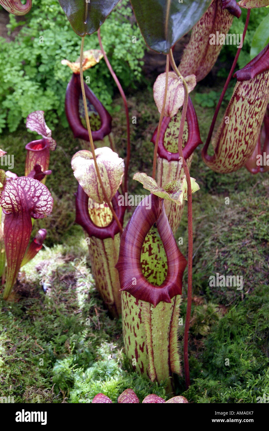 Sarracenia purpurea sarracénie Amérique du americaTropical insectes fleurs manger insectivores carnivores carnivores exotiques Banque D'Images