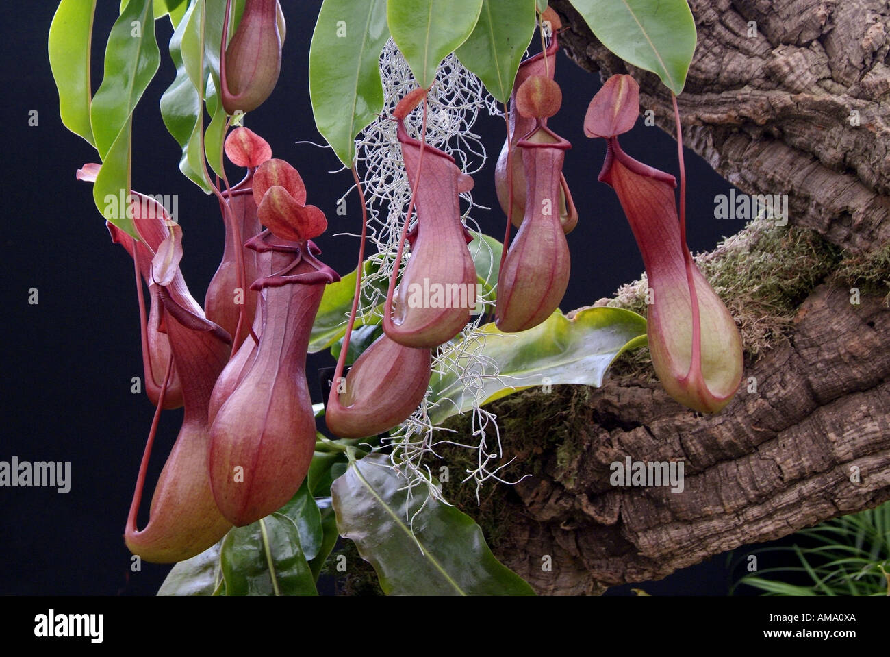 Sarracenia purpurea sarracénie Amérique du americaTropical insectes fleurs manger insectivores carnivores carnivores exotiques Banque D'Images