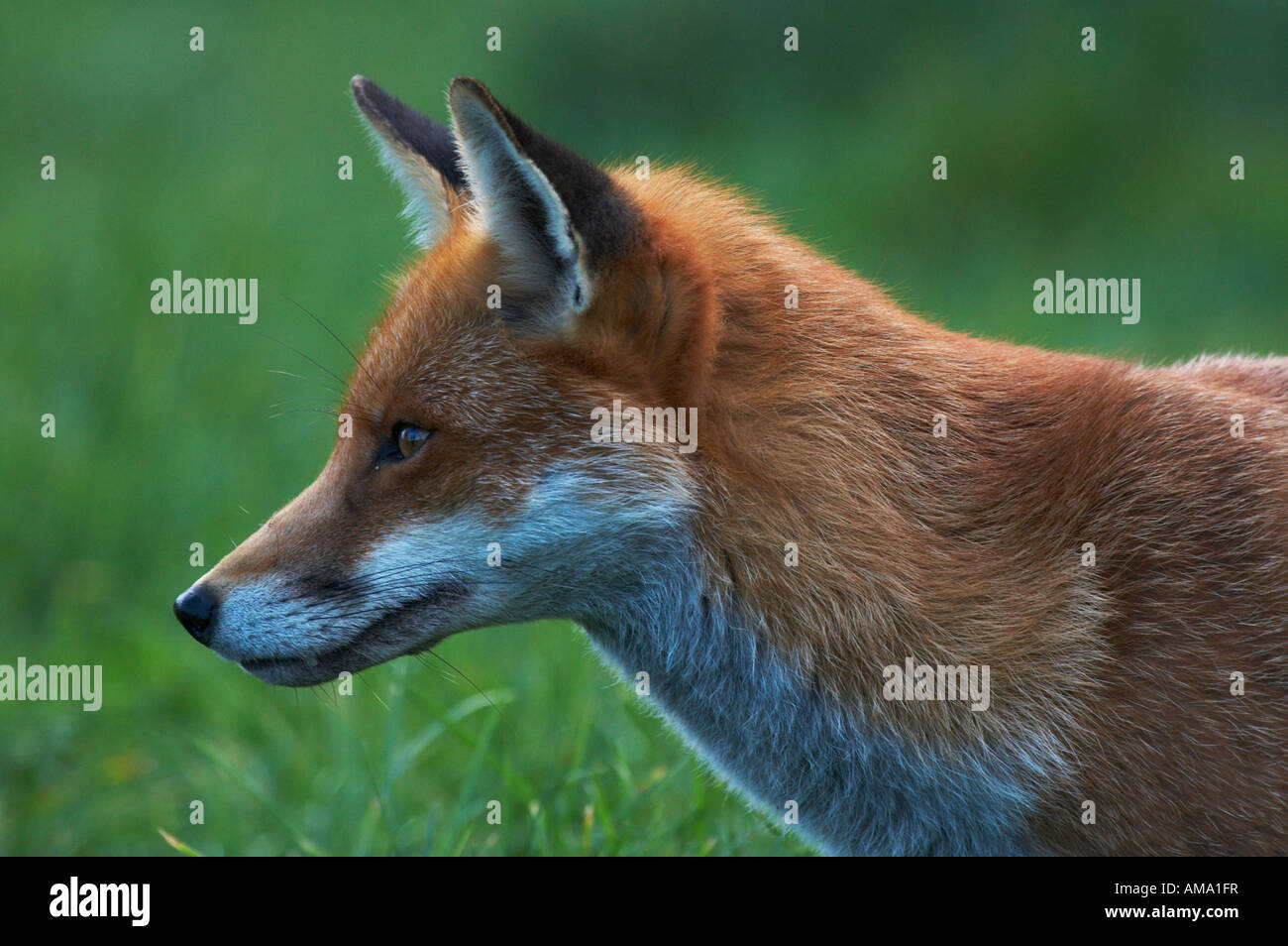 Profil vulpes vulpes renard roux Banque de photographies et d’images à ...