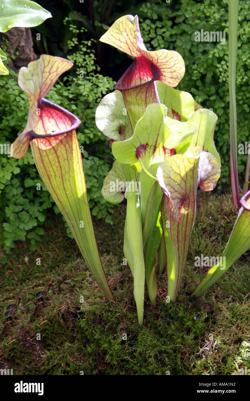 Sarracenia purpurea sarracénie Amérique du americaTropical insectes fleurs manger insectivores carnivores carnivores exotiques Banque D'Images