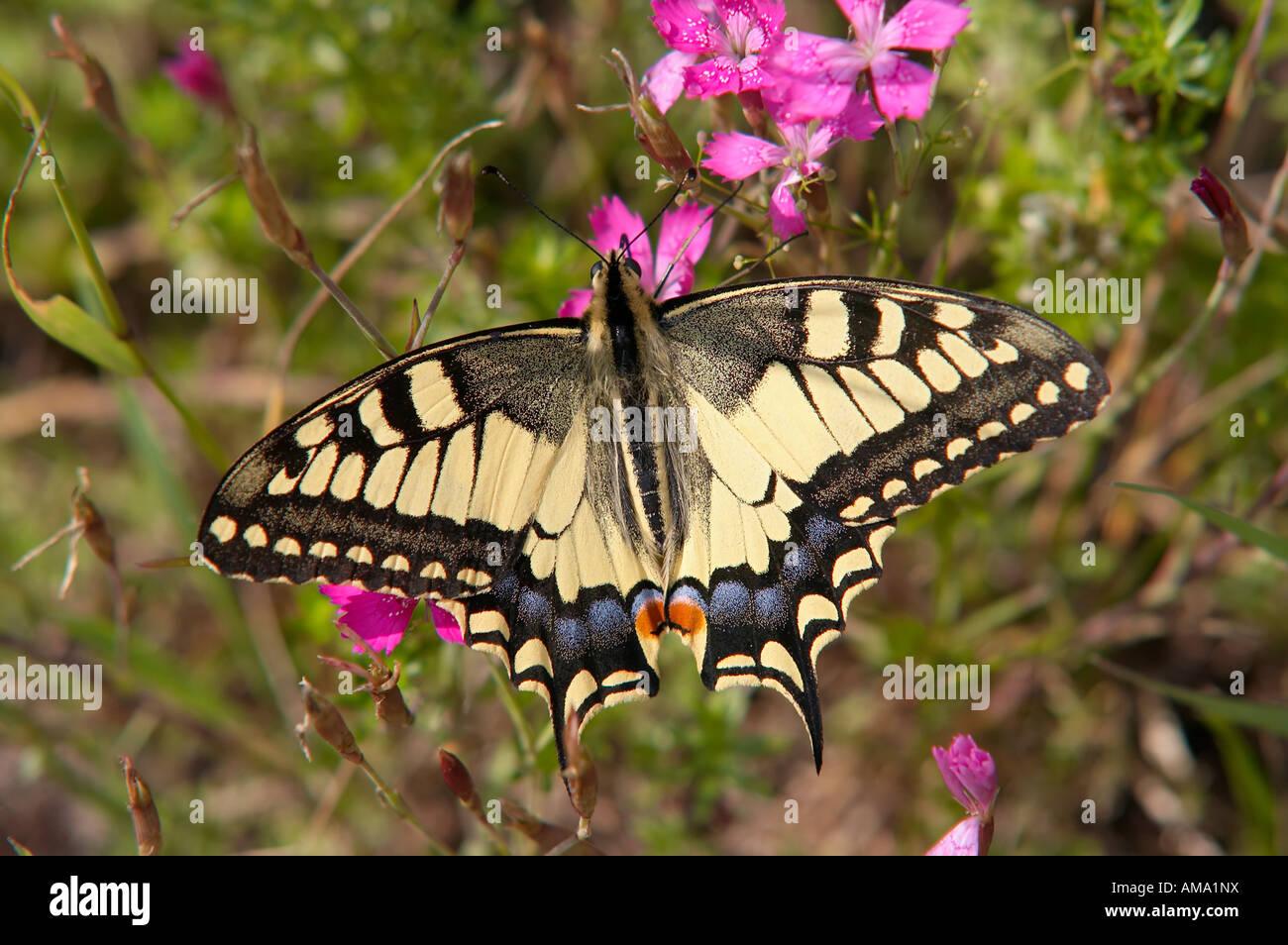 Swallowtail butterfly Banque D'Images