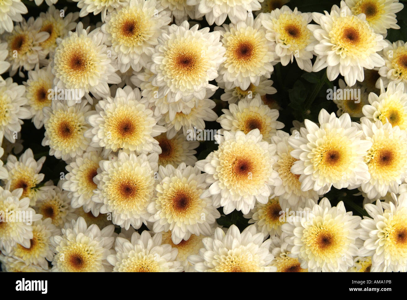 Chrysanthème pulvérisation genre frontière fleur jardin variété chef bud l'ambre jaune Banque D'Images