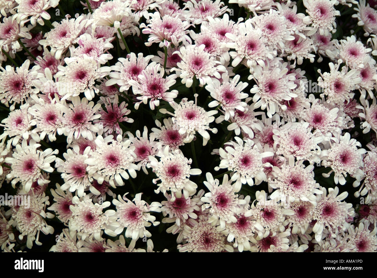 Chrysanthème pulvérisation genre frontière fleur jardin variété chef bud l'ambre jaune Banque D'Images
