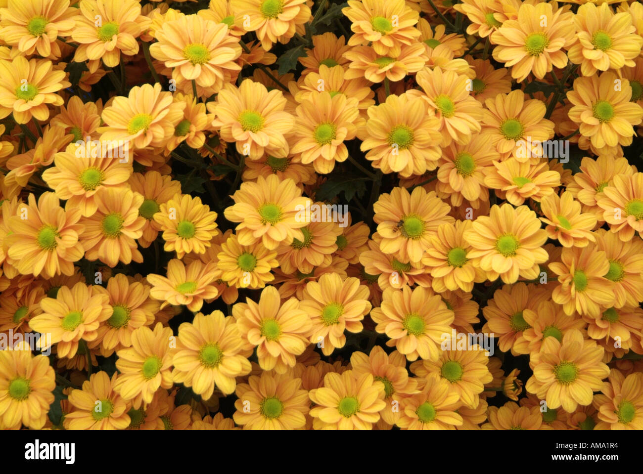 Chrysanthème pulvérisation genre frontière fleur jardin variété chef bud l'ambre jaune Banque D'Images