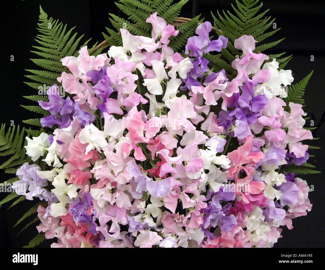 Bouquet de lilas mauve rose blanc masse pois mixte Lathyrus odoratus annuelle Banque D'Images