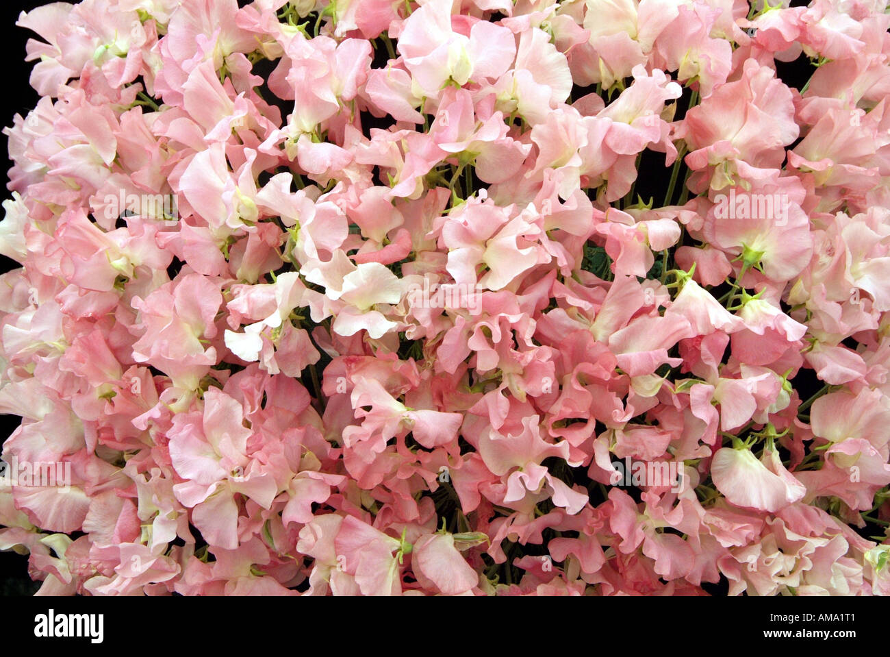Tas de pois sucré rose masse Lathyrus odoratus annuelle Banque D'Images