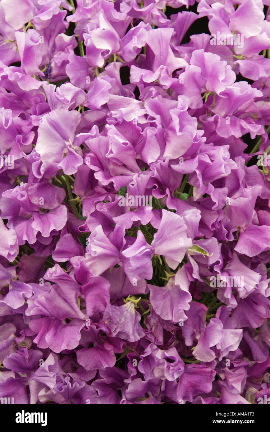 Bouquet de lilas de masse annuelle Lathyrus odoratus pois de Banque D'Images