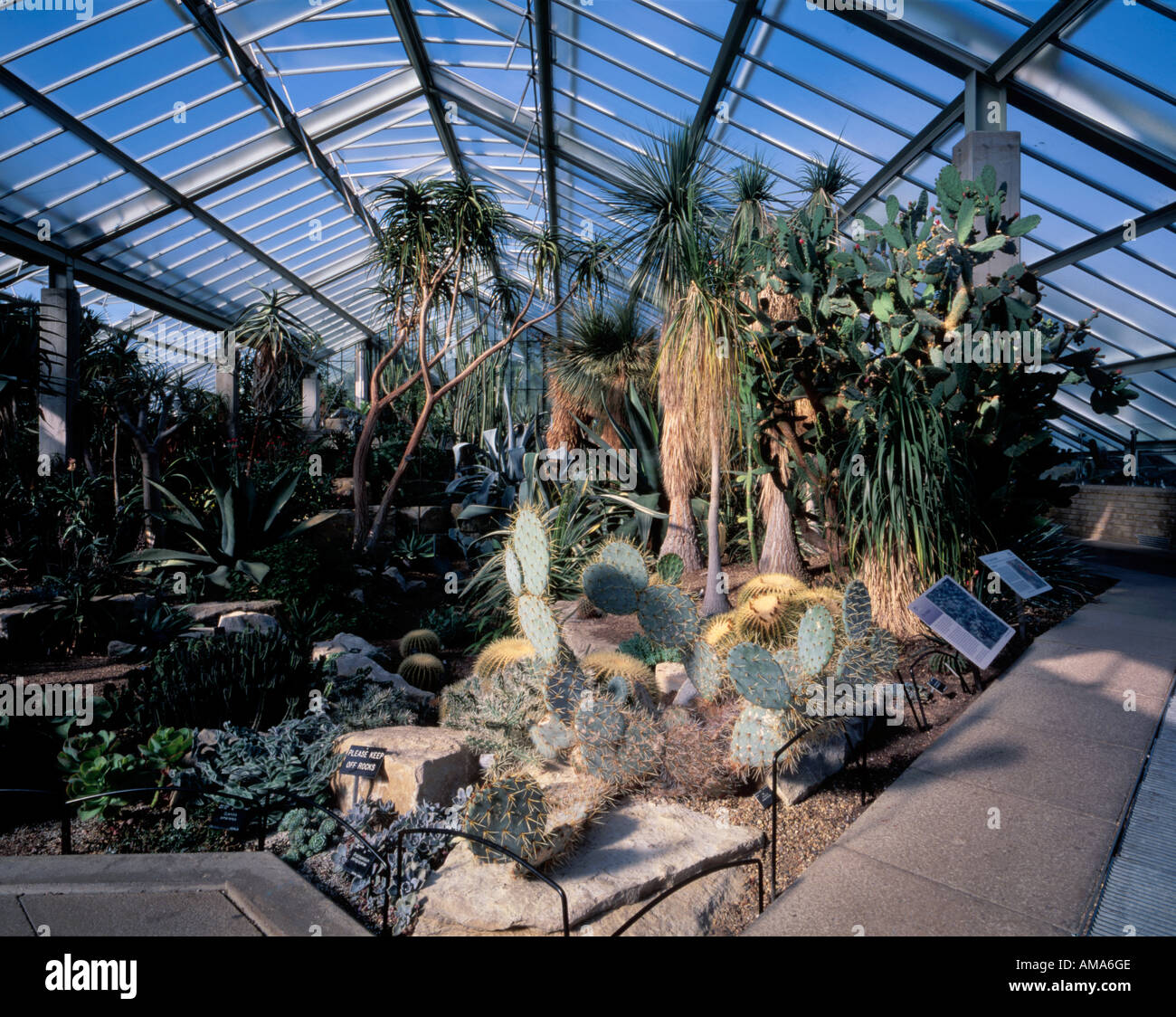 Dans le cactus à Kew Gradens tempérées House London England Banque D'Images
