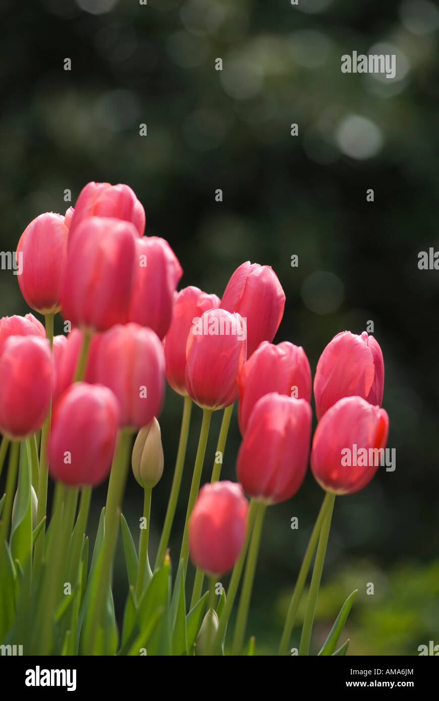 Les tulipes en fleurs à la Lewis Ginter Botanical Garden à Richmond, en Virginie. Banque D'Images