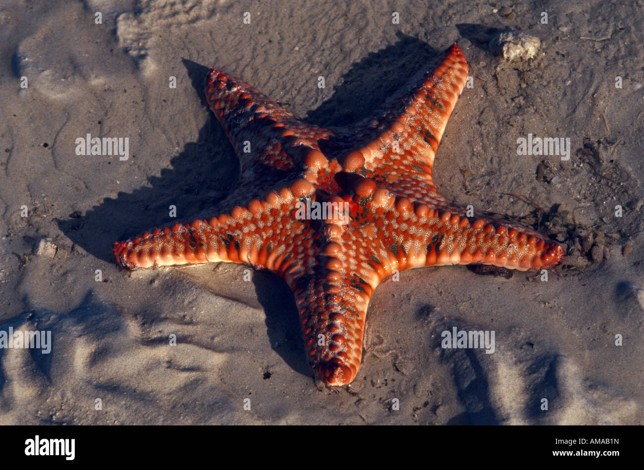 Étoile de mer libre, de l'Australie Banque D'Images