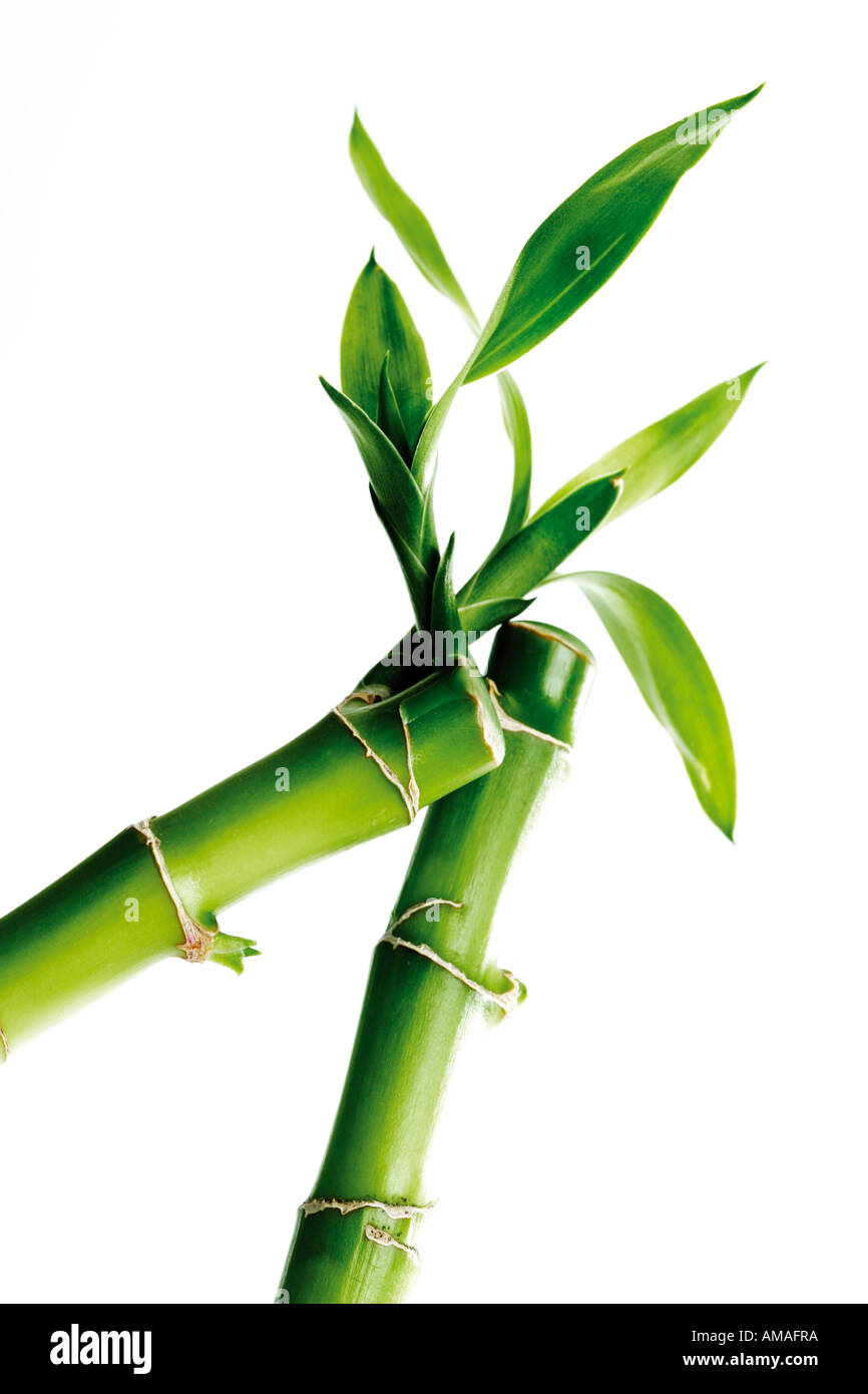 Bambou chinois, close-up Photo Stock - Alamy
