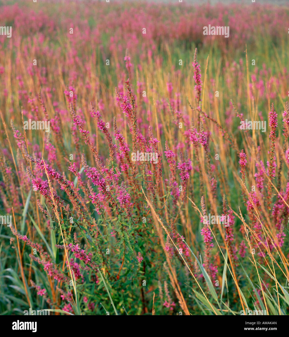 La Salicaire (Lythrum salicaria) reprise d'une terre humide, Iowa USA Banque D'Images