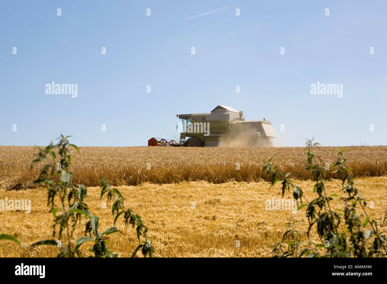 Une moissonneuse-batteuse dans un champ de blé Banque D'Images
