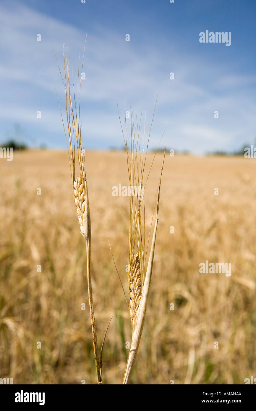 Un champ de blé Banque D'Images