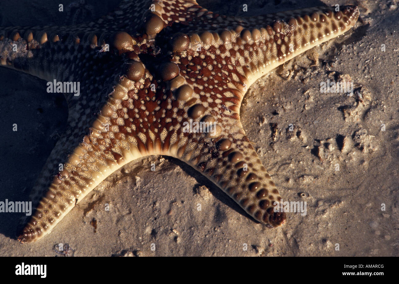 Étoile de mer libre, de l'Australie Banque D'Images