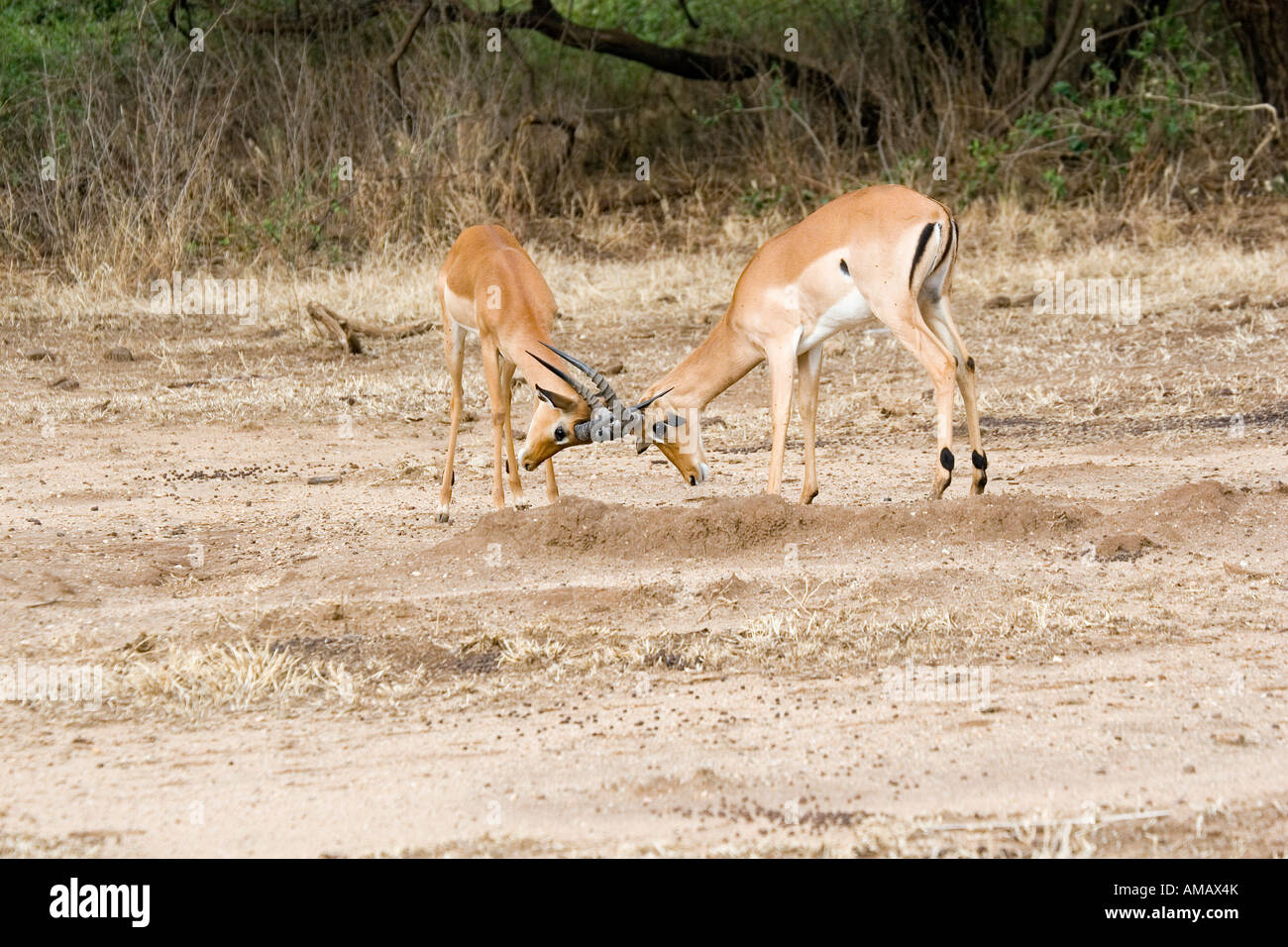 La lutte contre les gazelles impala Banque D'Images