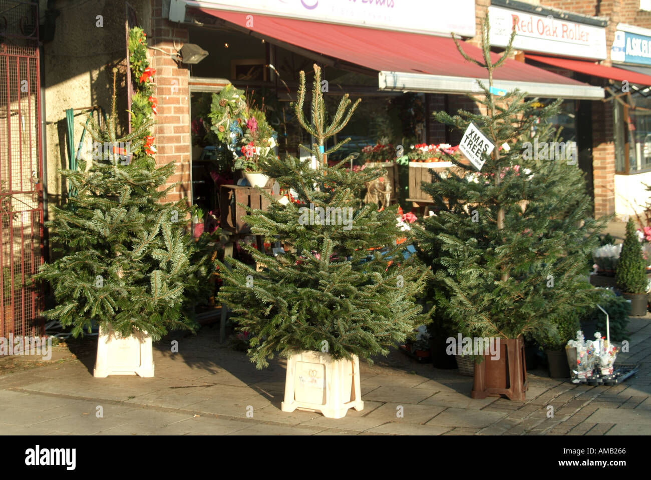 Les arbres de Noël d'Essex sur la chaussée en vente à l'extérieur zone boutique fleuristes dans petit centre commercial local Banque D'Images